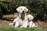 LABRADOR 1045